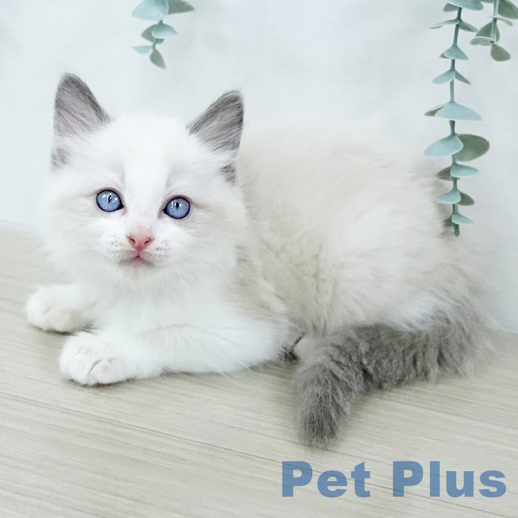 ラグドールの写真2