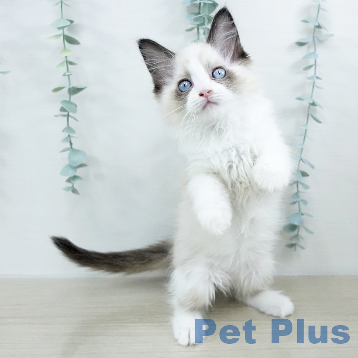 長野県のラグドール (ペットプラス 長野店/2025年9月8日生まれ/女の子/シールポイントバイカラー)の子猫の2枚目の画像