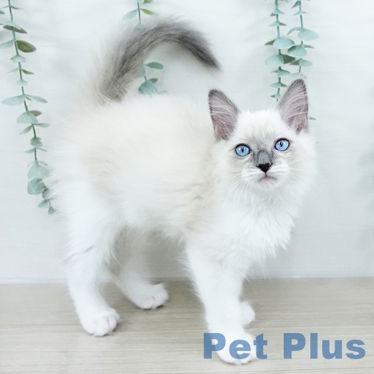 千葉県のラグドール (ペットプラス 成田店/2025年9月12日生まれ/女の子/ブルーポイントミテッド)の子猫
