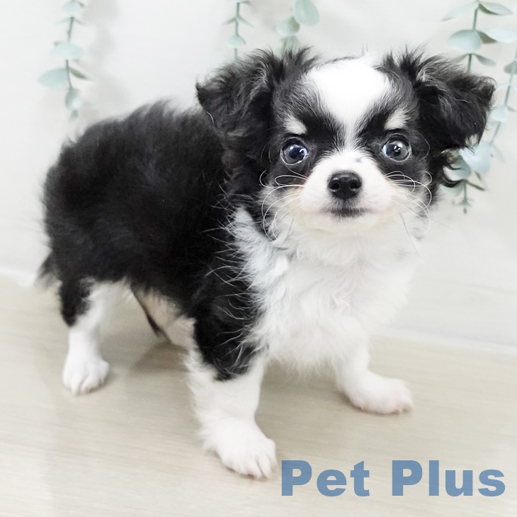 埼玉県のチワワ(ロング) (ペットプラス クレアモール川越店/2025年9月3日生まれ/男の子/ブラックタンホワイトマーキングス)の子犬