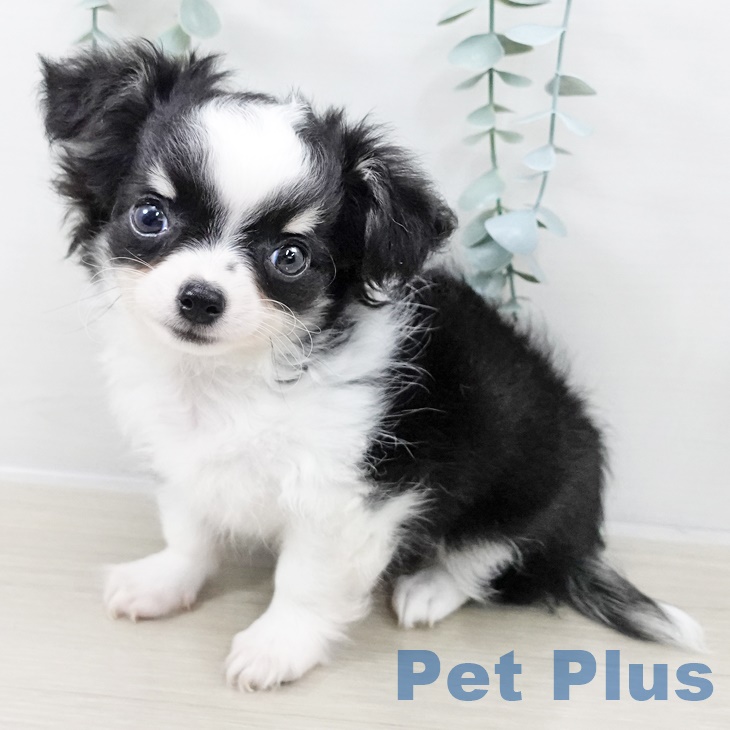 埼玉県のチワワ(ロング) (ペットプラス クレアモール川越店/2025年9月3日生まれ/男の子/ブラックタンホワイトマーキングス)の子犬の2枚目の画像