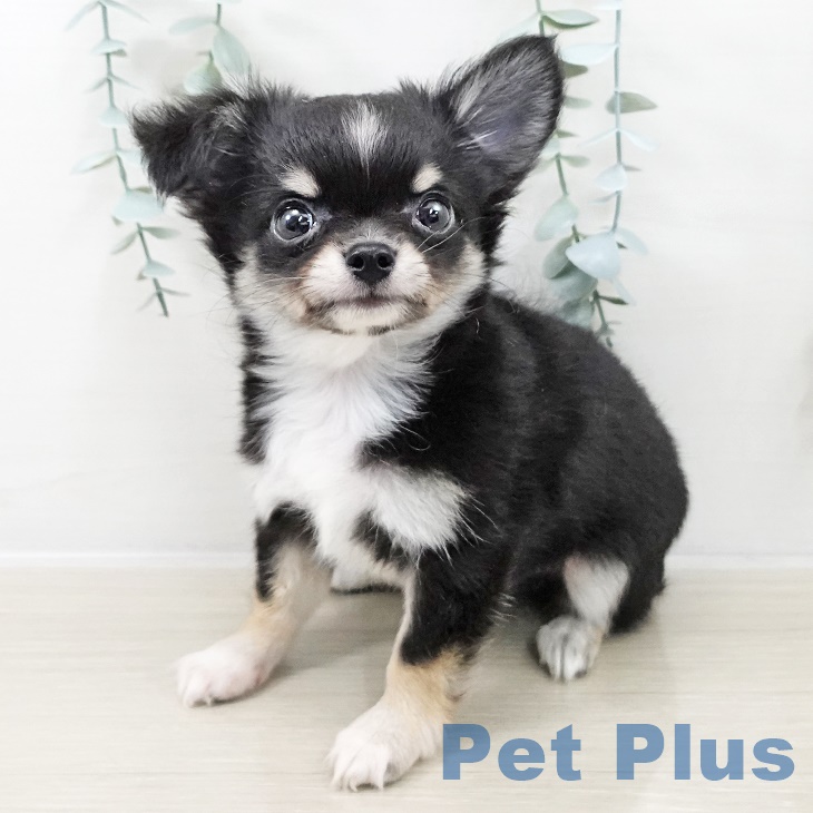 山梨県のチワワ(ロング) (ペットプラス 甲府国母店/2025年9月3日生まれ/男の子/ブラックタンホワイト)の子犬の1枚目の画像