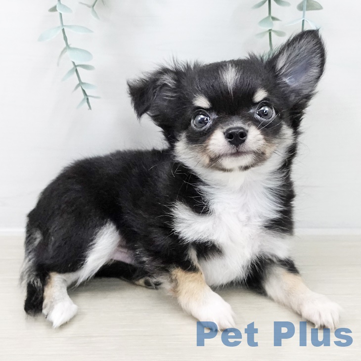 山梨県のチワワ(ロング) (ペットプラス 甲府国母店/2025年9月3日生まれ/男の子/ブラックタンホワイト)の子犬の2枚目の画像