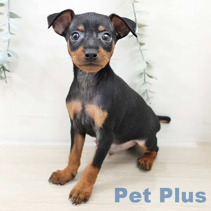 ミニチュア・ピンシャー