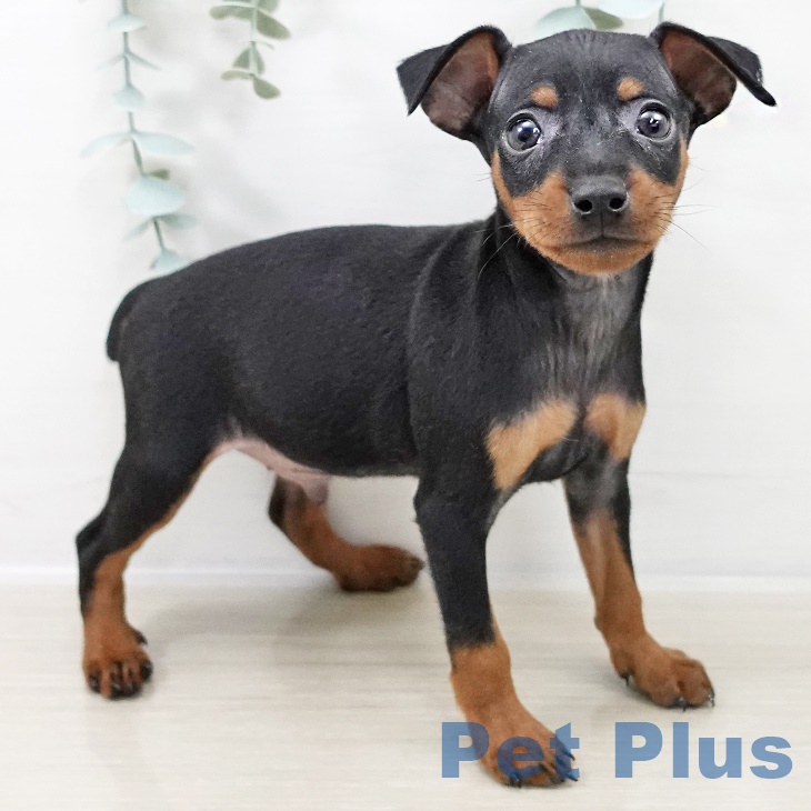 ミニチュア・ピンシャーの写真2