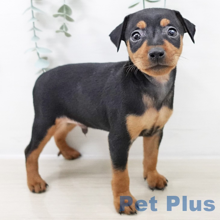 ミニチュア・ピンシャー