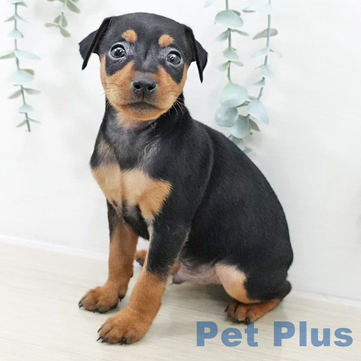 ミニチュア・ピンシャーの写真2