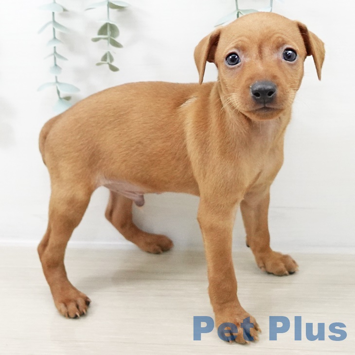 宮城県のミニチュアピンシャー (ペットプラス 名取店/2025年9月12日生まれ/男の子/レッド)の子犬の1枚目の画像