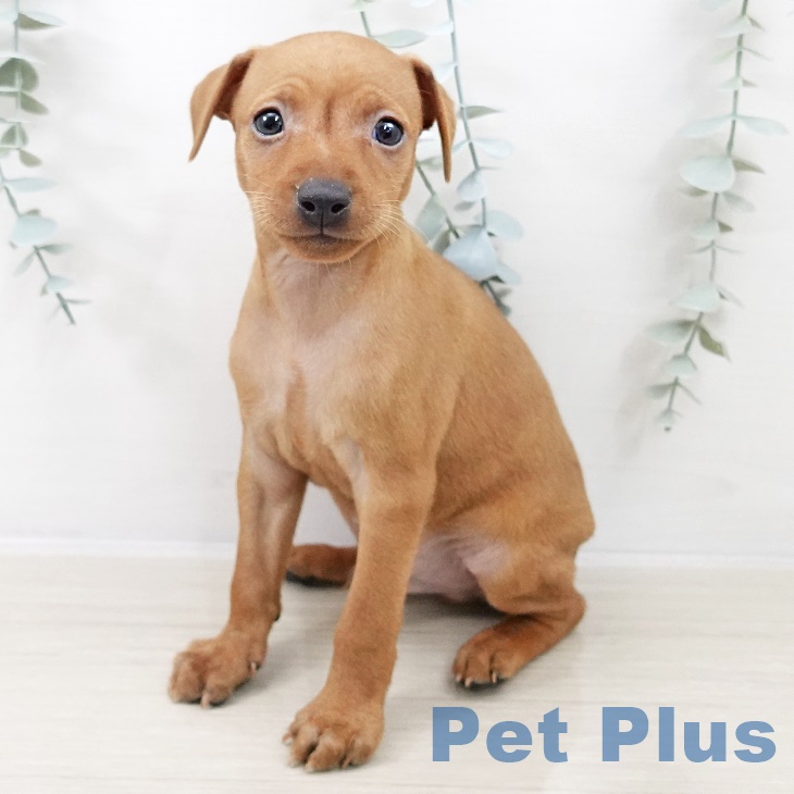 宮城県のミニチュアピンシャー (ペットプラス 名取店/2025年9月12日生まれ/男の子/レッド)の子犬の2枚目の画像