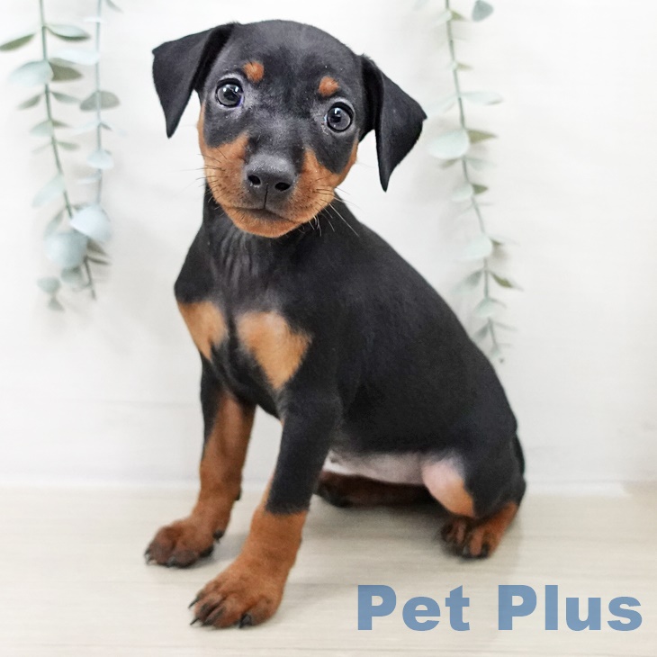 ミニチュア・ピンシャー