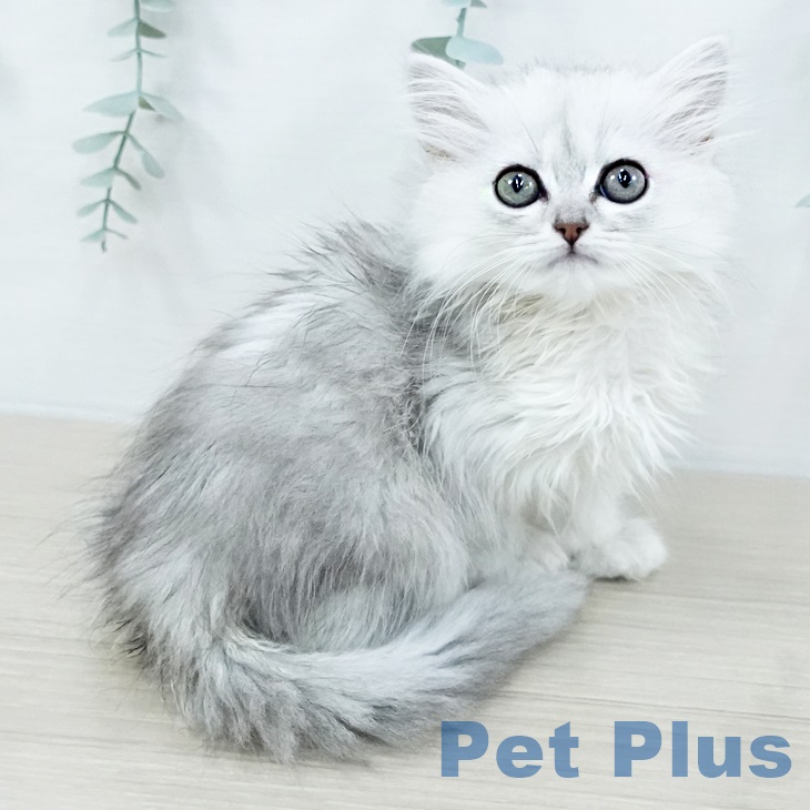 埼玉県のミヌエット (ペットプラス 与野店/2025年9月11日生まれ/女の子/チンチラシルバー)の子猫の1枚目の画像