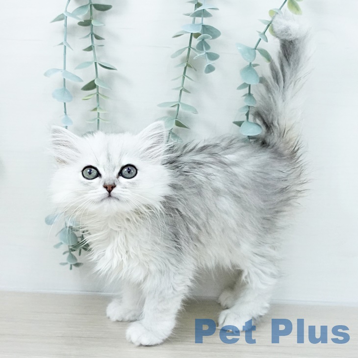 埼玉県のミヌエット (ペットプラス 与野店/2025年9月11日生まれ/女の子/チンチラシルバー)の子猫の2枚目の画像