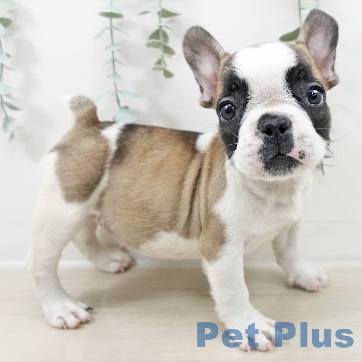 フレンチ・ブルドッグ