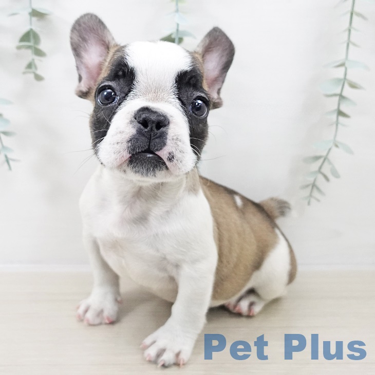 フレンチ・ブルドッグ