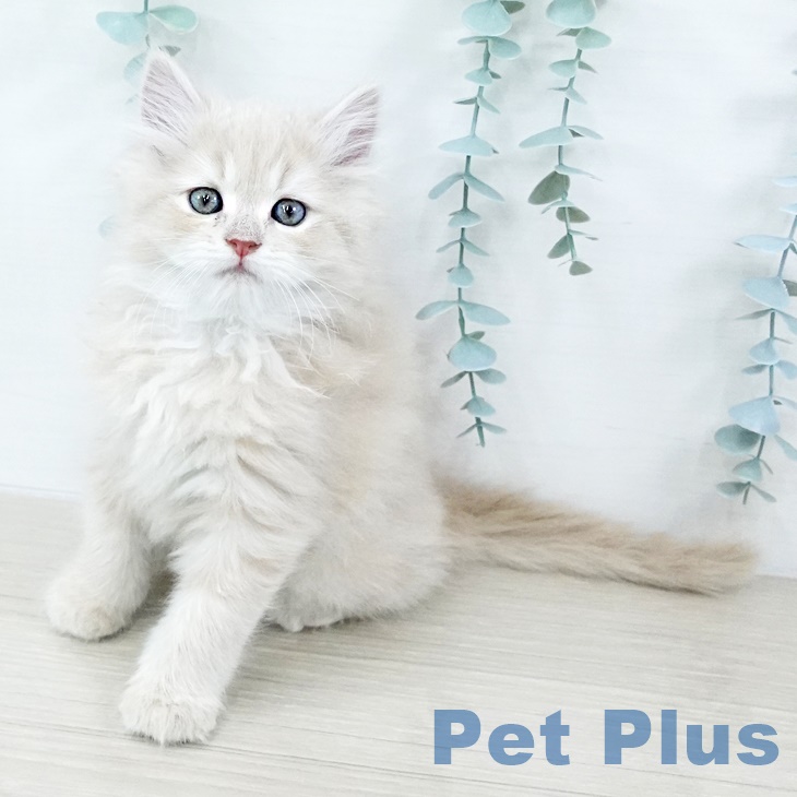 埼玉県のラガマフィン (ペットプラス 羽生店/2025年9月11日生まれ/男の子/クリームタビー)の子猫の1枚目の画像