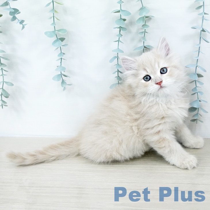 埼玉県のラガマフィン (ペットプラス 羽生店/2025年9月11日生まれ/男の子/クリームタビー)の子猫の2枚目の画像