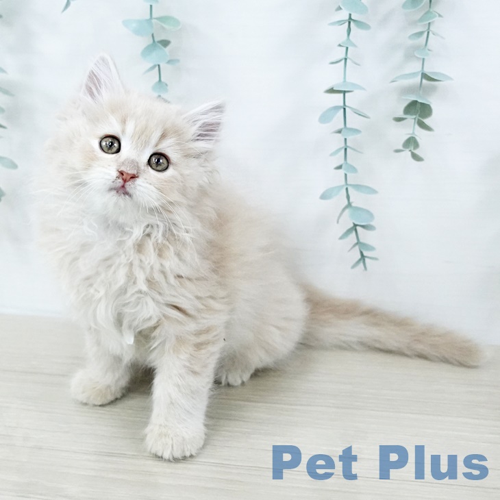 東京都のラガマフィン (ペットプラス アクアシティお台場店/2025年9月11日生まれ/女の子/クリームタビー)の子猫の1枚目の画像