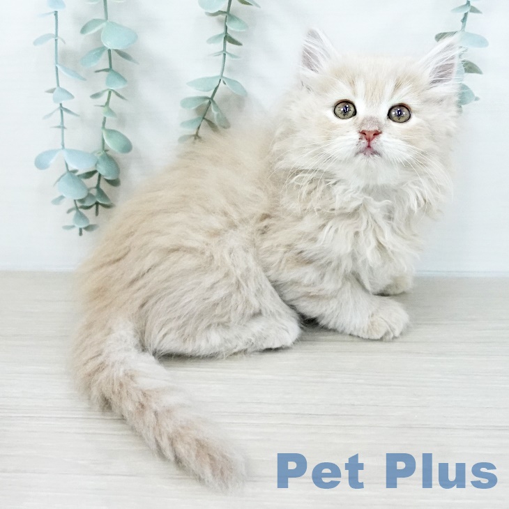 東京都のラガマフィン (ペットプラス アクアシティお台場店/2025年9月11日生まれ/女の子/クリームタビー)の子猫の2枚目の画像