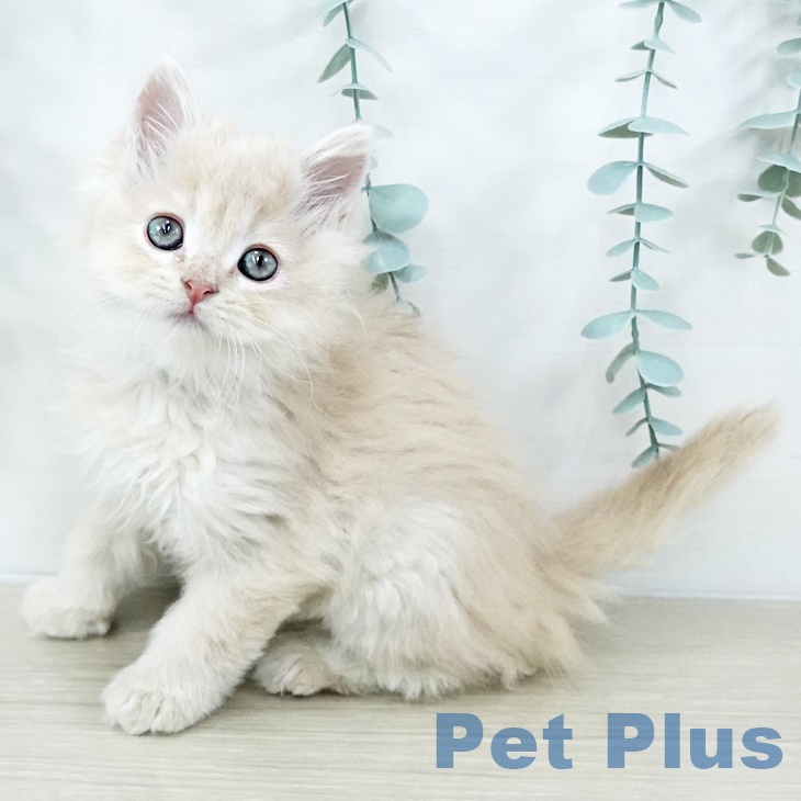 千葉県のラガマフィン (ペットプラス コトエ流山おおたかの森店/2025年9月12日生まれ/男の子/クリームタビー)の子猫