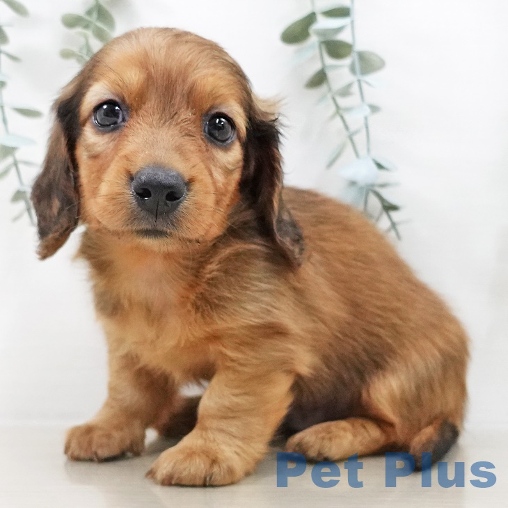 埼玉県のミニチュアダックスフンド(ロング) (ペットプラス 八潮店/2025年9月11日生まれ/男の子/レッド)の子犬の1枚目の画像