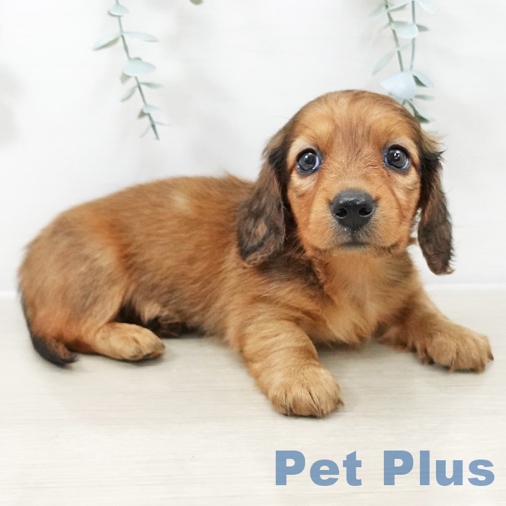 埼玉県のミニチュアダックスフンド(ロング) (ペットプラス 八潮店/2025年9月11日生まれ/男の子/レッド)の子犬の2枚目の画像