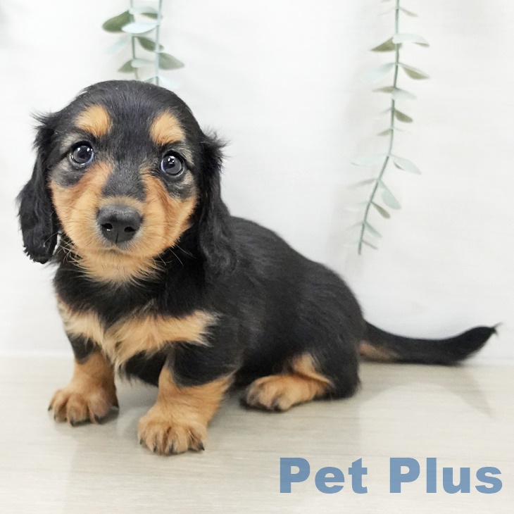 山梨県のミニチュアダックスフンド(ロング) (ペットプラス 甲府国母店/2025年9月11日生まれ/女の子/ブラックタン)の子犬の1枚目の画像