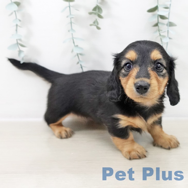 山梨県のミニチュアダックスフンド(ロング) (ペットプラス 甲府国母店/2025年9月11日生まれ/女の子/ブラックタン)の子犬の2枚目の画像