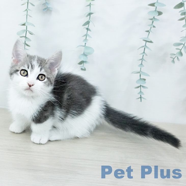 千葉県のマンチカン (ペットプラス 幕張新都心店/2025年9月12日生まれ/男の子/ブルータビーホワイト)の子猫の1枚目の画像