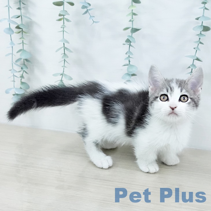 千葉県のマンチカン (ペットプラス 幕張新都心店/2025年9月12日生まれ/男の子/ブルータビーホワイト)の子猫の2枚目の画像