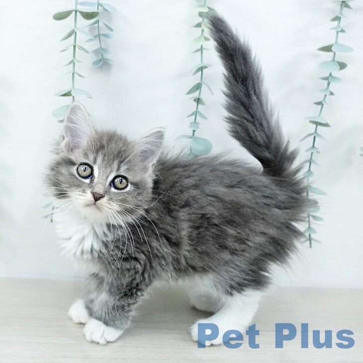 マンチカンの写真2