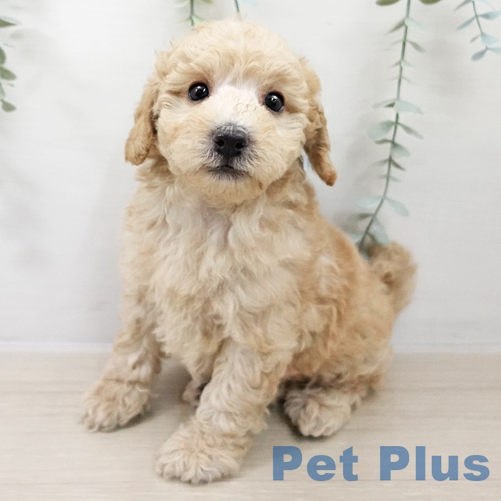 茨城県のトイプードル(トイ) (ペッツワン 阿見店/2025年9月12日生まれ/男の子/クリーム)の子犬の1枚目の画像