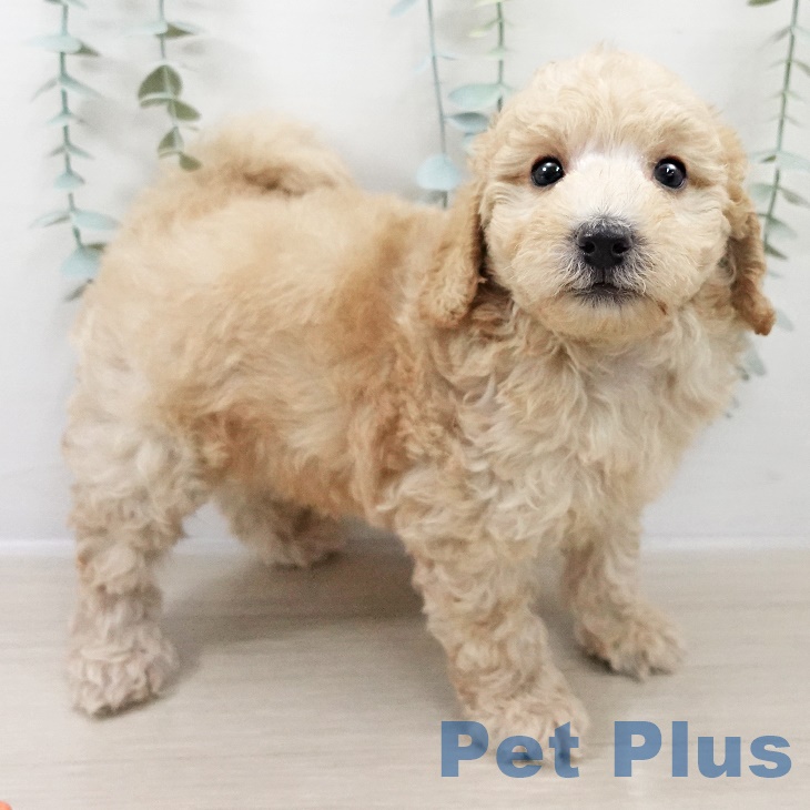 茨城県のトイプードル(トイ) (ペッツワン 阿見店/2025年9月12日生まれ/男の子/クリーム)の子犬の2枚目の画像