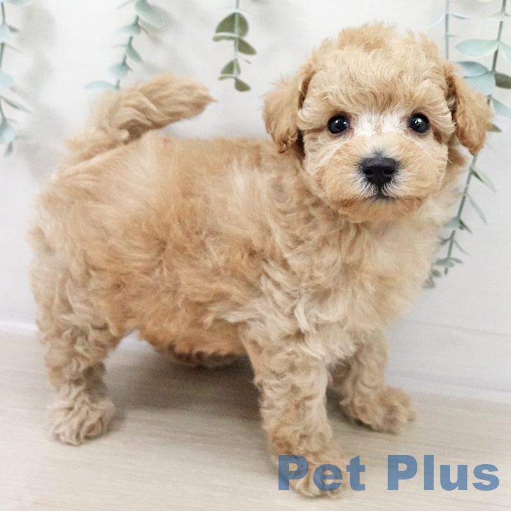 神奈川県のトイプードル(トイ) (ペットプラス 相模原並木店/2025年9月12日生まれ/男の子/クリーム)の子犬の1枚目の画像