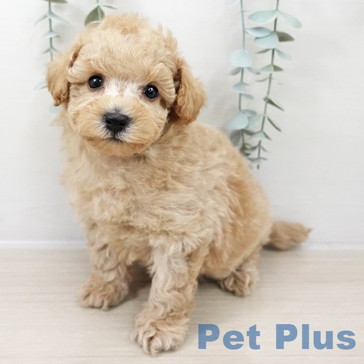 神奈川県のトイプードル(トイ) (ペットプラス 相模原並木店/2025年9月12日生まれ/男の子/クリーム)の子犬の2枚目の画像