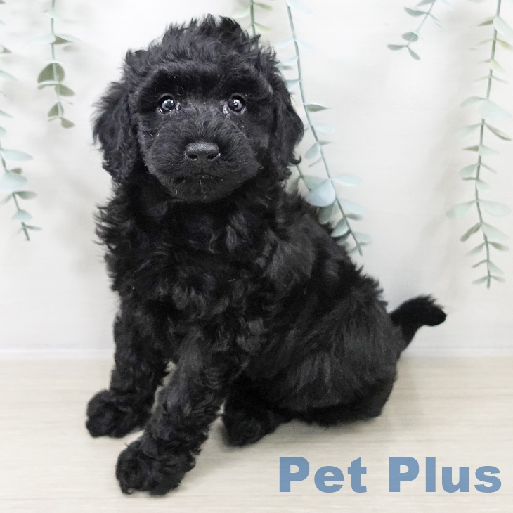 神奈川県のトイプードル(トイ) (ペットプラス アミーゴ藤沢店/2025年9月12日生まれ/女の子/ブラック)の子犬の1枚目の画像