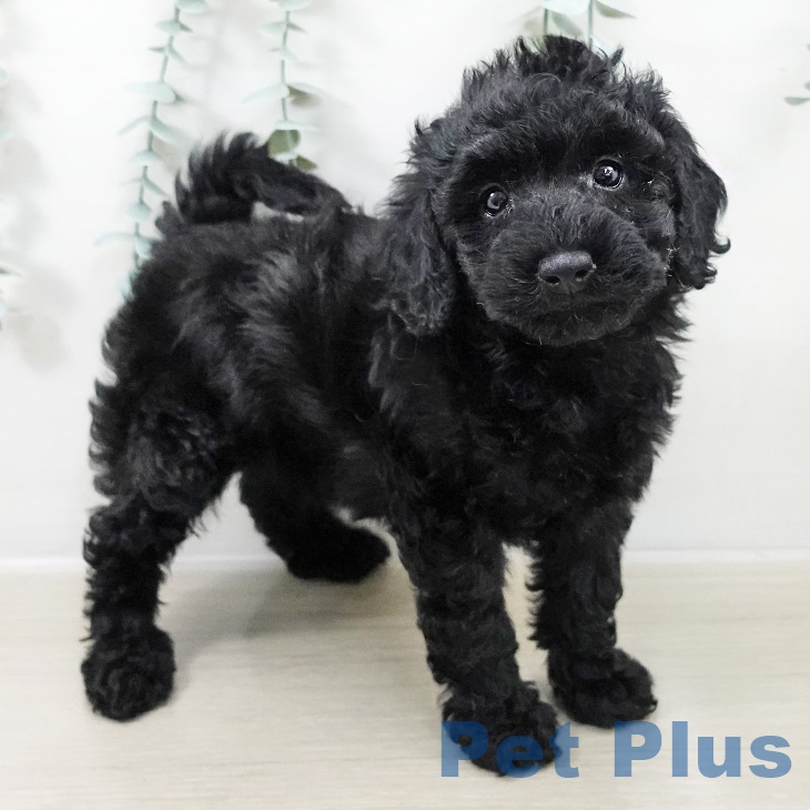 神奈川県のトイプードル(トイ) (ペットプラス アミーゴ藤沢店/2025年9月12日生まれ/女の子/ブラック)の子犬の2枚目の画像