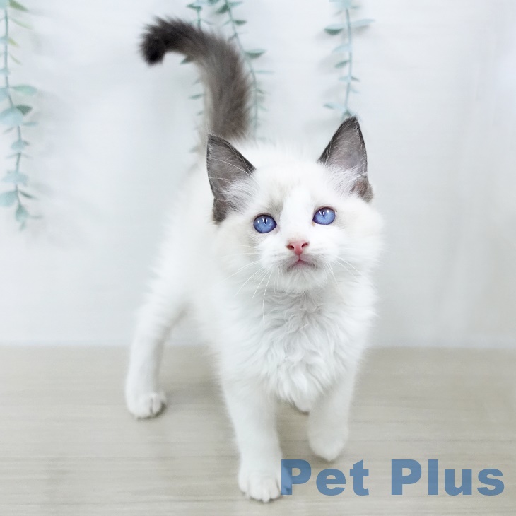 千葉県のラグドール (ペットプラス 幕張新都心店/2025年9月9日生まれ/男の子/シールポイントバイカラー)の子猫の1枚目の画像