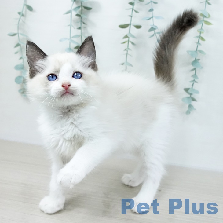 千葉県のラグドール (ペットプラス 幕張新都心店/2025年9月9日生まれ/男の子/シールポイントバイカラー)の子猫の2枚目の画像