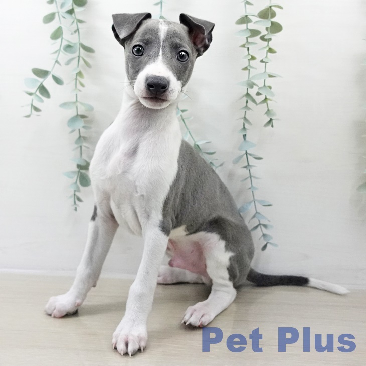 埼玉県のイタリアングレーハウンド (ペットプラス 川口店/2025年9月13日生まれ/男の子/ブルーホワイト)の子犬の1枚目の画像