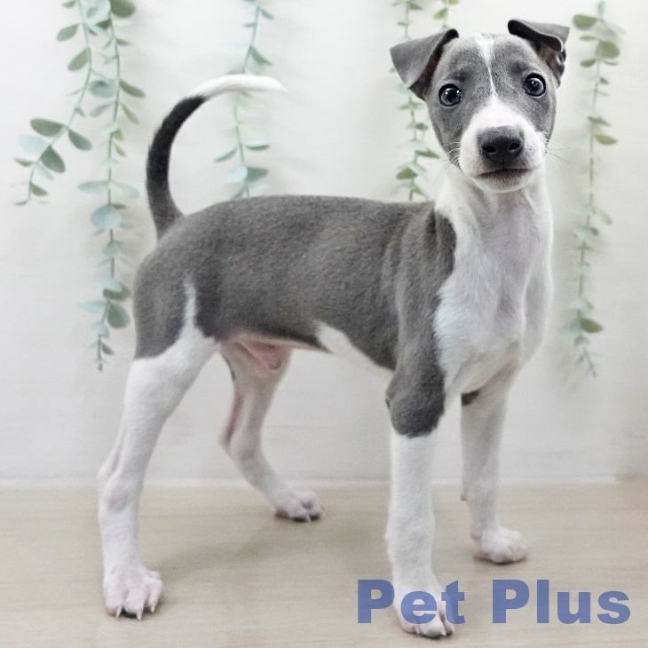 埼玉県のイタリアングレーハウンド (ペットプラス 川口店/2025年9月13日生まれ/男の子/ブルーホワイト)の子犬の2枚目の画像