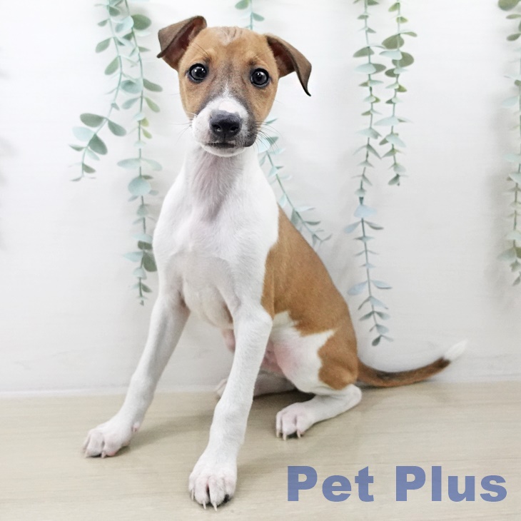 東京都のイタリアングレーハウンド (ペットプラス MARK IS 葛飾かなまち店/2025年9月13日生まれ/男の子/フォーンホワイト)の子犬の1枚目の画像