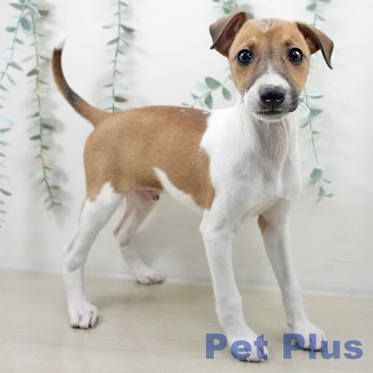 東京都のイタリアングレーハウンド (ペットプラス MARK IS 葛飾かなまち店/2025年9月13日生まれ/男の子/フォーンホワイト)の子犬の2枚目の画像