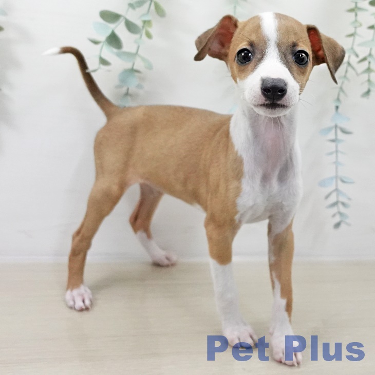 イタリアン・グレーハウンド