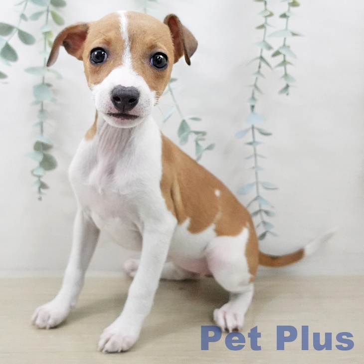 埼玉県のイタリアングレーハウンド (ペットプラス ピオニウォーク東松山店/2025年9月13日生まれ/女の子/フォーンホワイト)の子犬の1枚目の画像