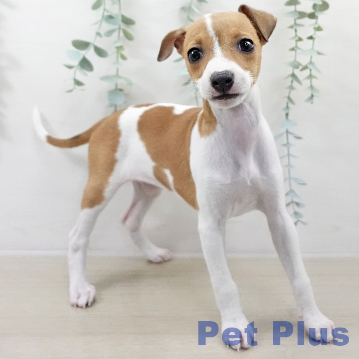 埼玉県のイタリアングレーハウンド (ペットプラス ピオニウォーク東松山店/2025年9月13日生まれ/女の子/フォーンホワイト)の子犬の2枚目の画像