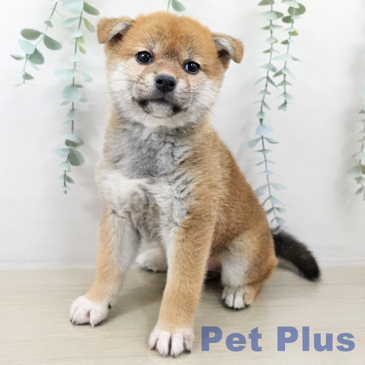 埼玉県の柴犬(標準サイズ) (ペットプラス 浦和美園店/2025年9月13日生まれ/女の子/赤)の子犬