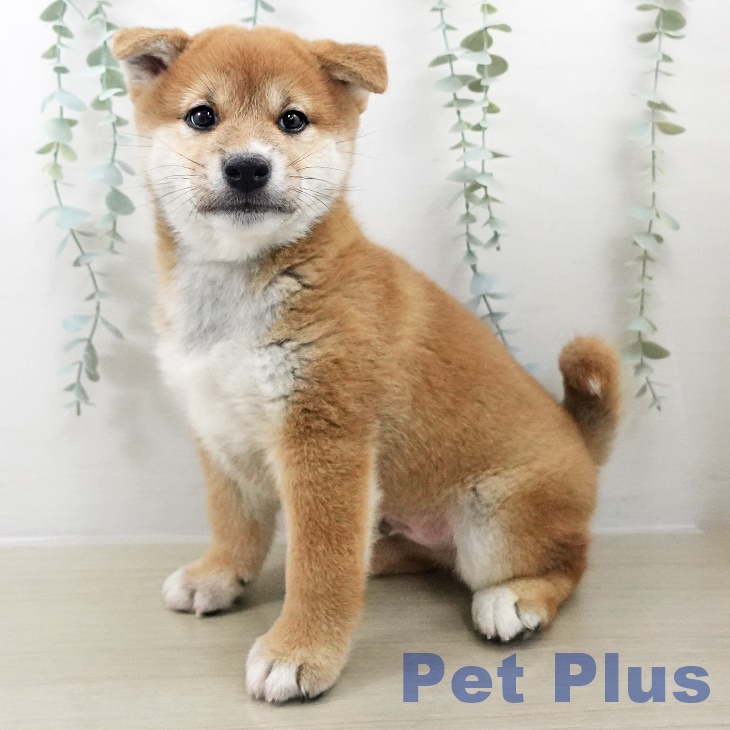 茨城県の柴犬(標準サイズ) (ペッツワン 古河店/2025年9月12日生まれ/男の子/赤)の子犬の1枚目の画像