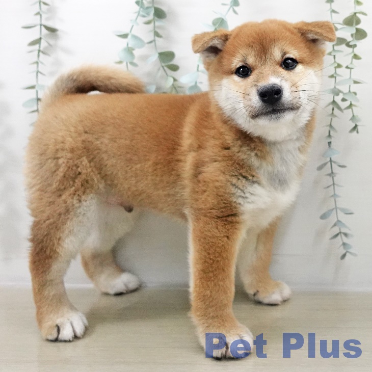 茨城県の柴犬(標準サイズ) (ペッツワン 古河店/2025年9月12日生まれ/男の子/赤)の子犬の2枚目の画像