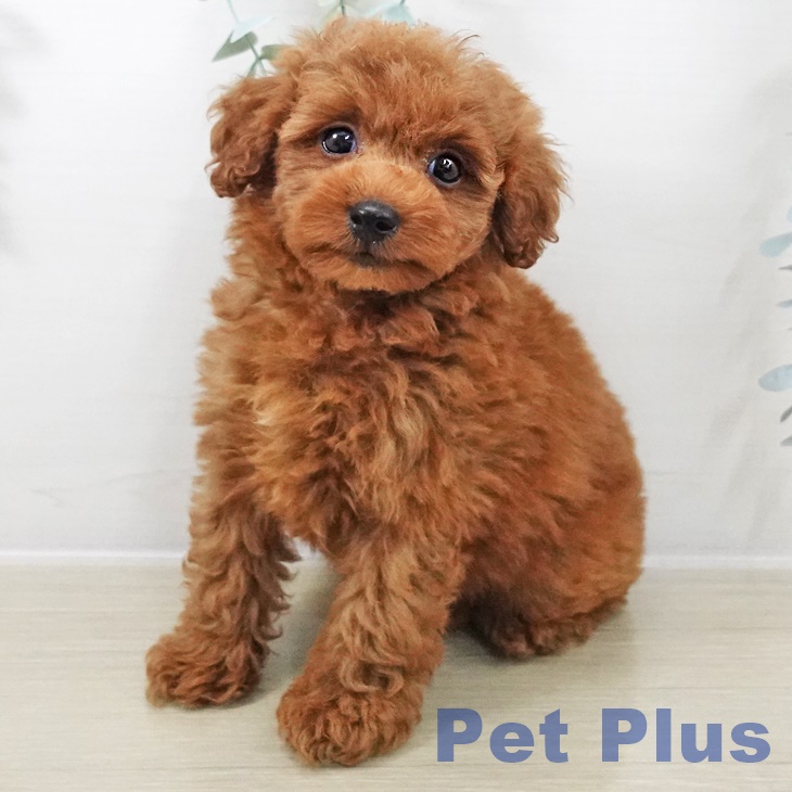 神奈川県のトイプードル(トイ) (ペットプラス ビアレ横浜店/2025年9月13日生まれ/男の子/レッド)の子犬の1枚目の画像