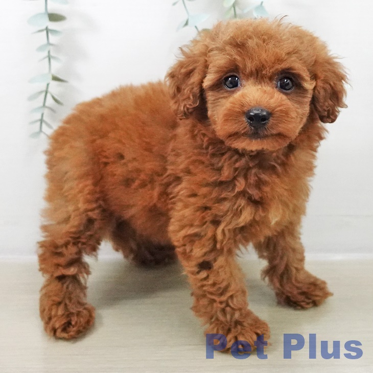 神奈川県のトイプードル(トイ) (ペットプラス ビアレ横浜店/2025年9月13日生まれ/男の子/レッド)の子犬の2枚目の画像